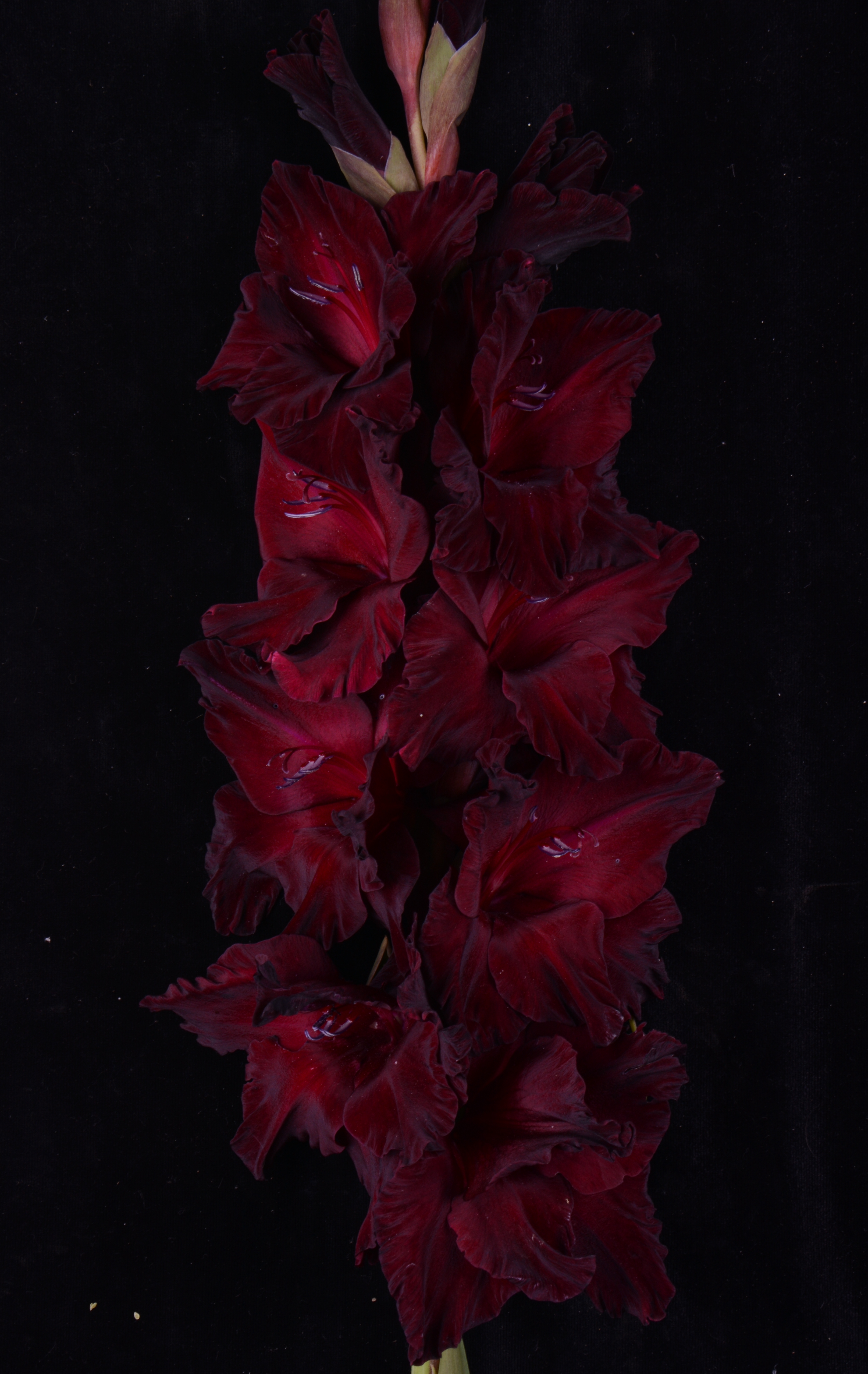 Черный гладиолус цветок